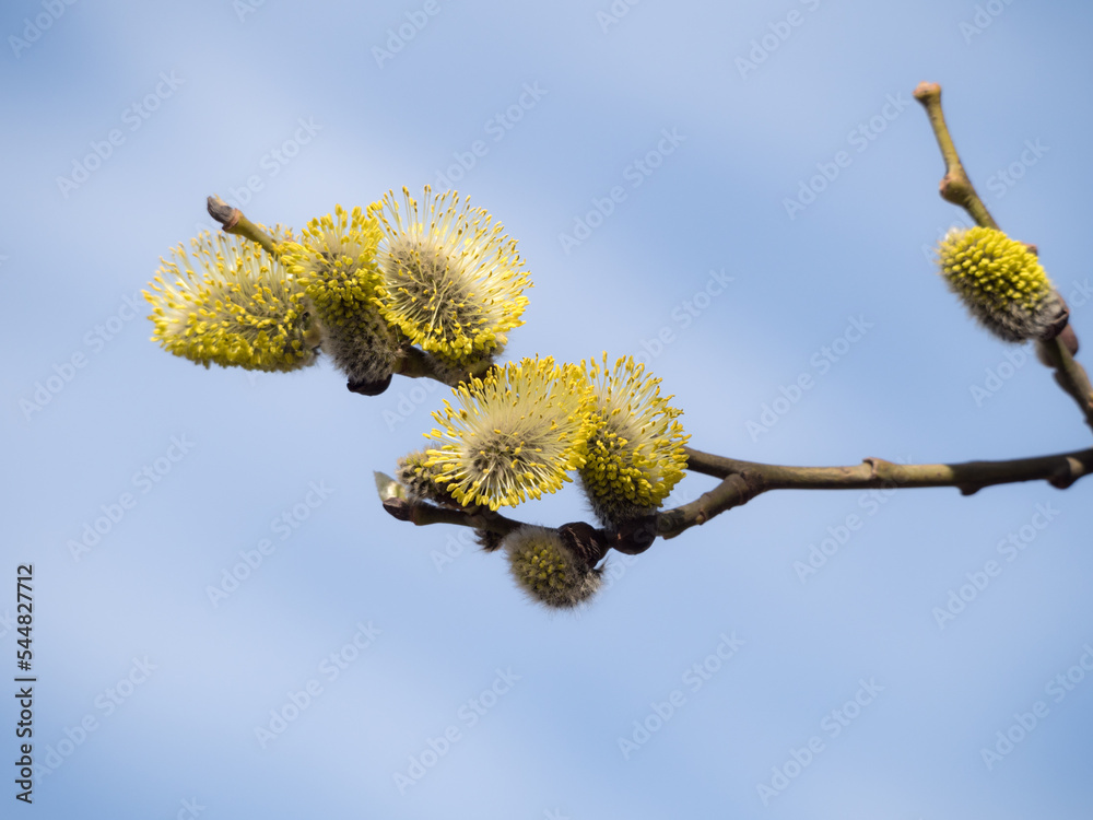 willow branch in spring against the sky willow branch in spring against the sky