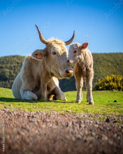 Mom and baby cow