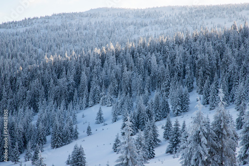 amazing winter landscape with snowy fir trees in the mountains © Melinda Nagy