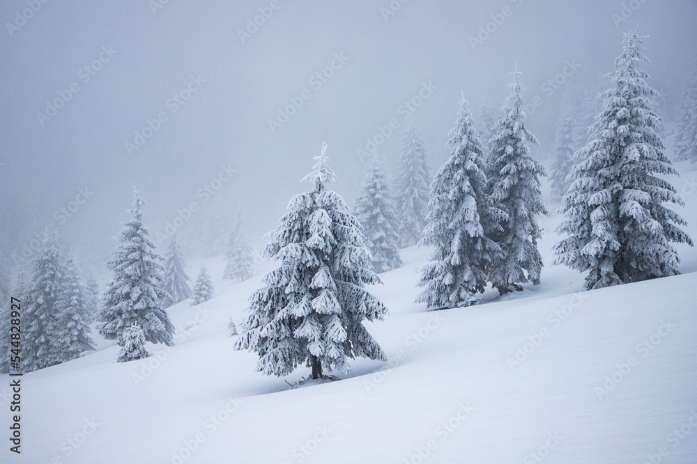 magical frozen winter landscape with snow covered fir trees