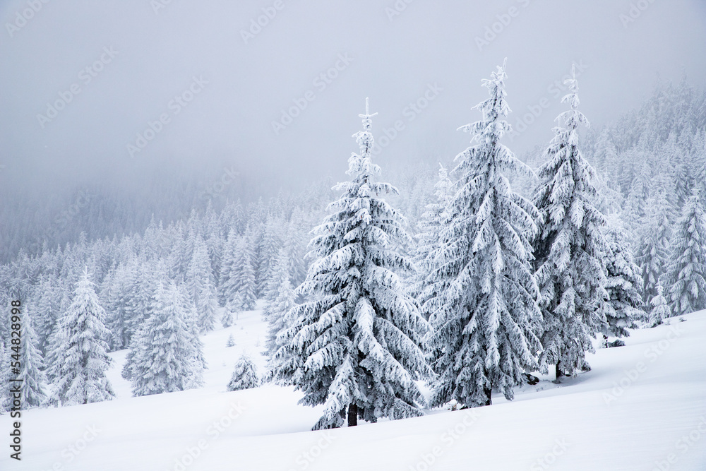 magical frozen winter landscape with snow covered fir trees magical frozen winter landscape with snow covered fir trees