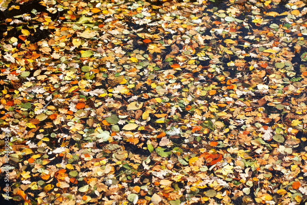 Bunt verfärbtes Herbstlaub in einem Gewässer schwimmend, Deutschland Bunt verfärbtes Herbstlaub in einem Gewässer schwimmend, Deutschland