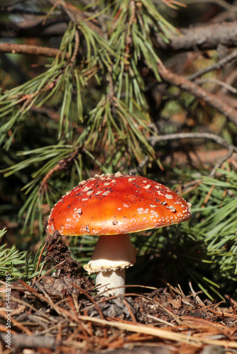 Fresh wild mushroom growing near spruce tree in forest