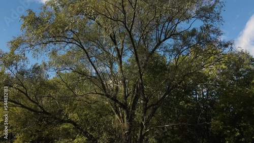 Dense Trees In Natural Forest Park Near Wainfleet, Ontario Canada. Low Angle photo