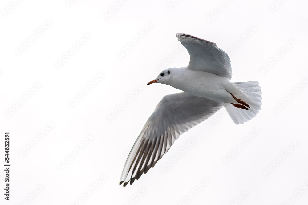 Obraz premium Seagull in flight