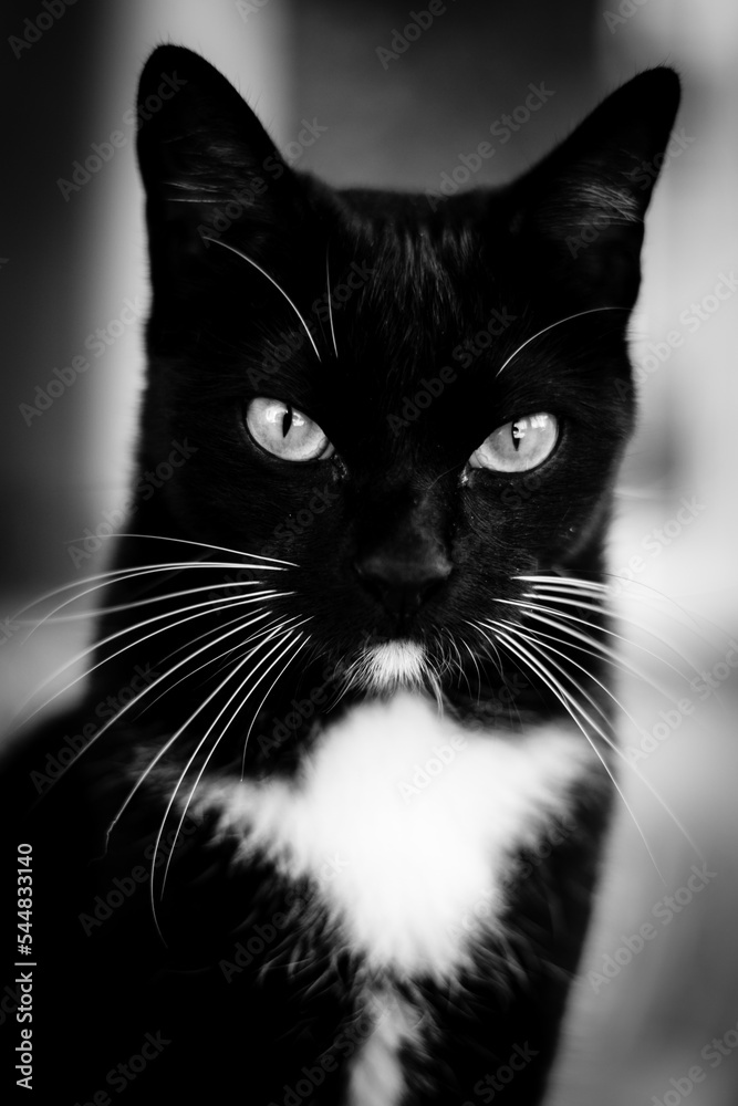 Gato negro en blanco y negro mirada profunda