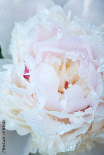 Close up of beautiful blooming white peony flower head background.