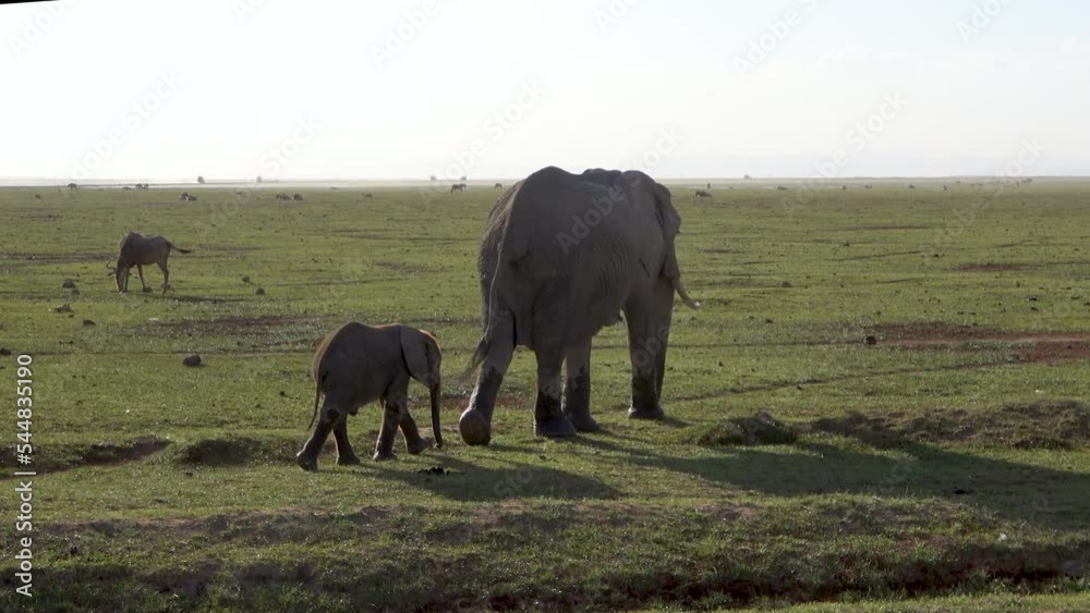 Elephant mother with her baby walking through the Amboseli National Park, Kenya Elephant mother with her baby walking through the Amboseli National Park, Kenya