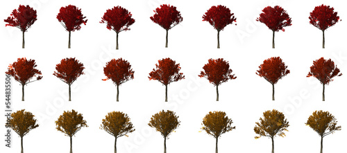 isolated Oak tree set collection autumn season