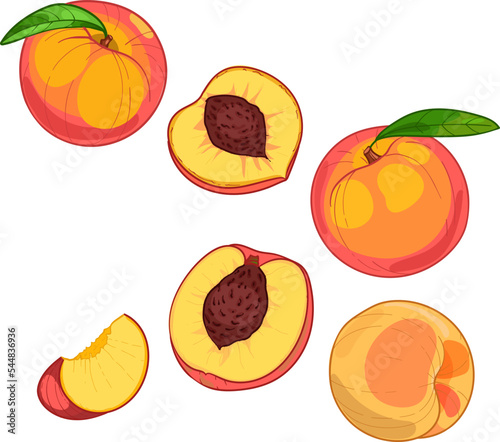 Peach, whole fruit and slices, vector hand drawn illustration