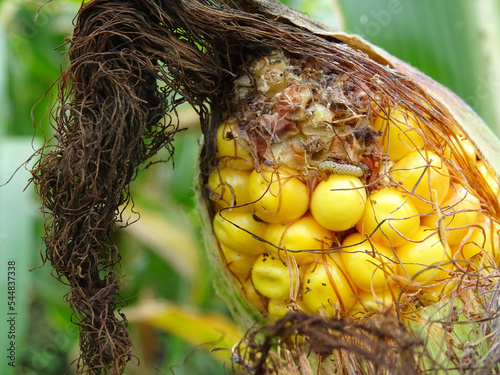 Damaged corn plants in the field, crop losses, pests and diseases on the cob of corn