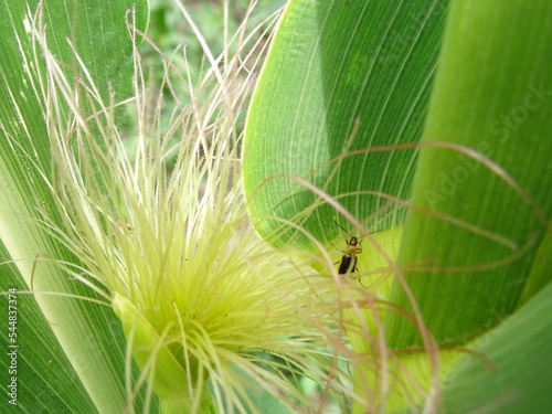 Diabrotica is a pest in corn fields in the natural environment photo