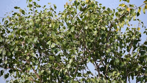 Sacred fig leaf (Ficus religiosa L. , Pipal Tree, Bohhi Tree, Bo Tree, Peepul ) in the forest photo