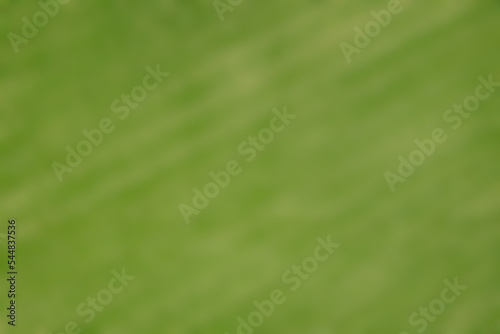 gradient moss green background, blurred green background
