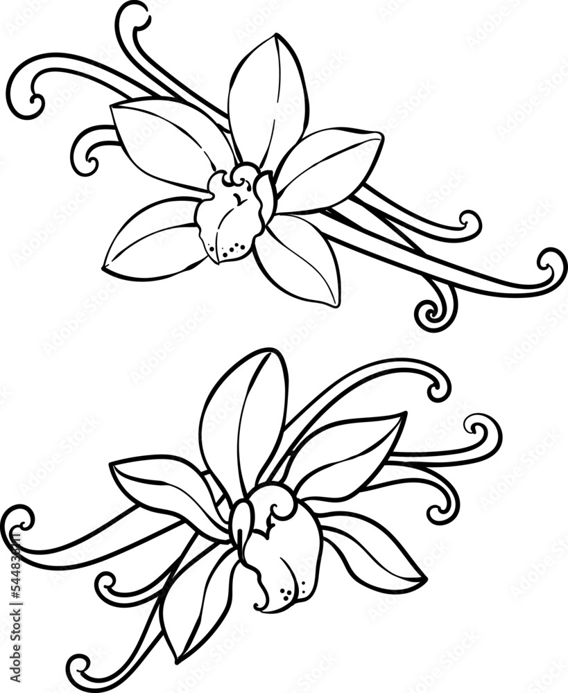 Obraz premium Vanilla orchid flowers and pods, outline graphic