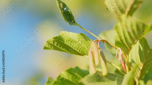 Alder is a species of tree in birch family. Green cones and leaves of alder tree in park. Rack focus.