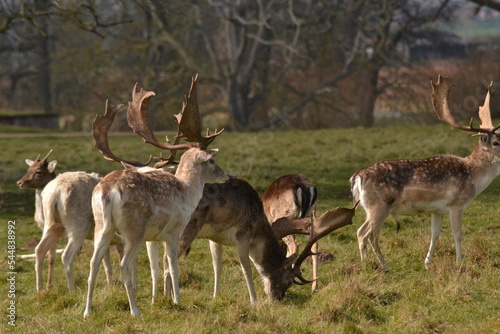 Fototapeta Naklejka Na Ścianę i Meble -  fallow deer in a field