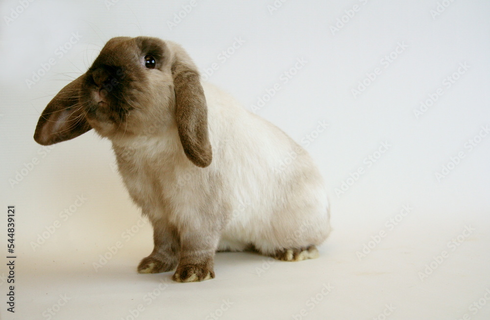 White rabbit with dark ears on a white background, Year of the Rabbit