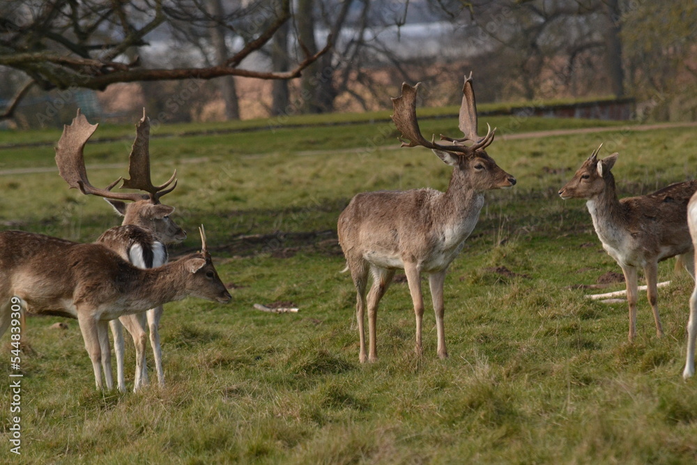 fallow deer in a field