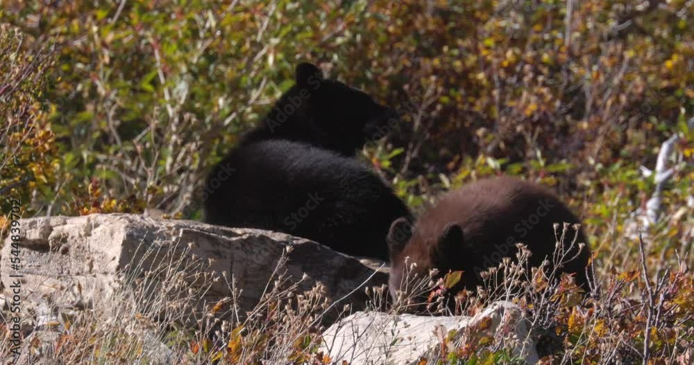 young bear cubs close up smelling the air in Glacier National Park young bear cubs close up smelling the air in Glacier National Park