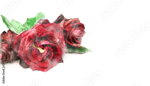 Watercolor illustration of red rose flowers. Watercolor painting of rose flowers blossom. Ready for prining. photo