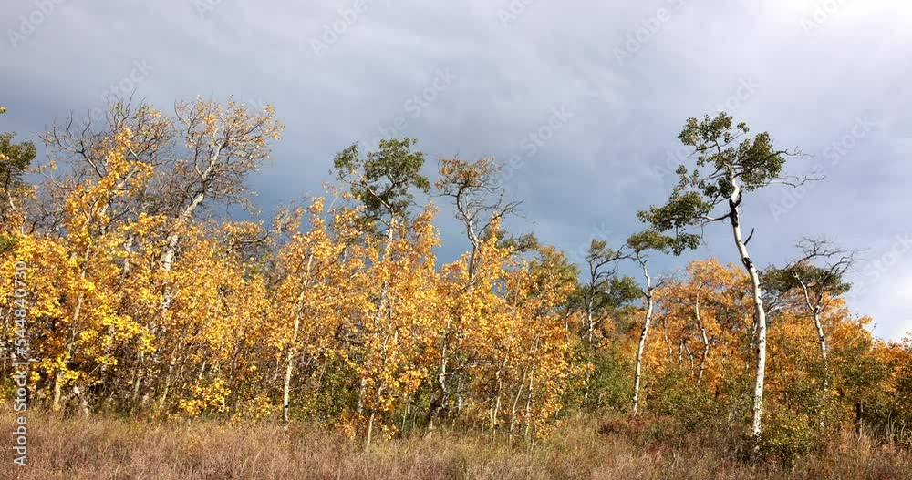 Time lapse of a storm passing by autumn trees in northern Montana near the Canadian border Time lapse of a storm passing by autumn trees in northern Montana near the Canadian border
