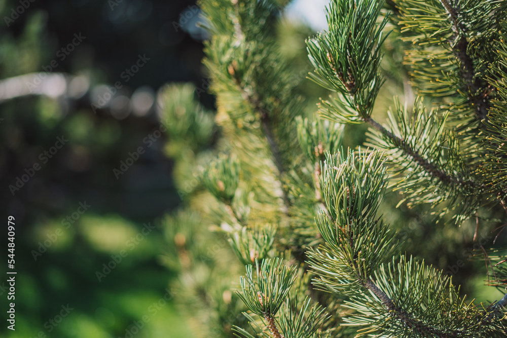 Background outdoor fir branch with large needles. Background outdoor fir branch with large needles.