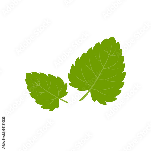 Lemon balm, melissa. Green leaves isolated on white background. Vector illustration.	
