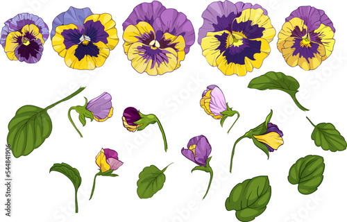 set elements, pansy viola, yellow and purple flowers green leaves. Vector illustration