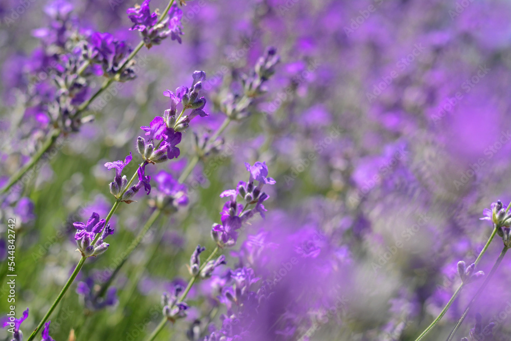 Obraz premium Beautiful blooming lavender in field, closeup view