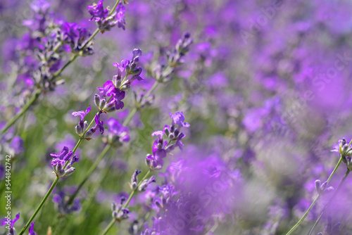 Beautiful blooming lavender in field, closeup view