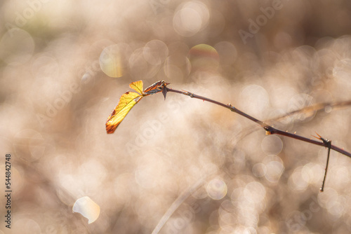 Detail of autumn leaf in the morning backlight  golden sunlight with blurred background and circle bokeh