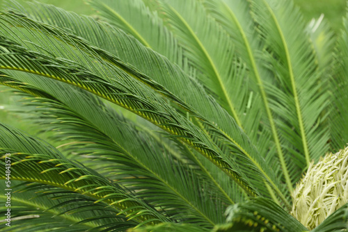 Closeup view of beautiful tropical palm leaves
