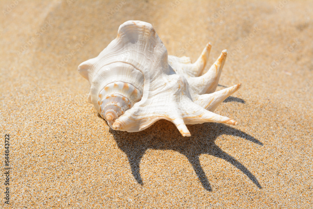 Sandy beach with beautiful seashell on sunny day Sandy beach with beautiful seashell on sunny day