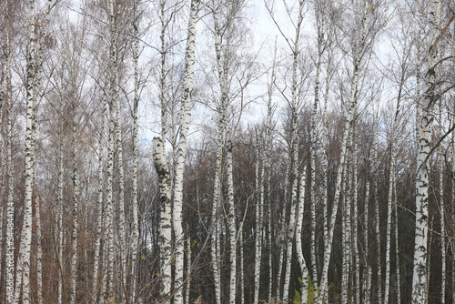 Beautiful birch trees in autumn