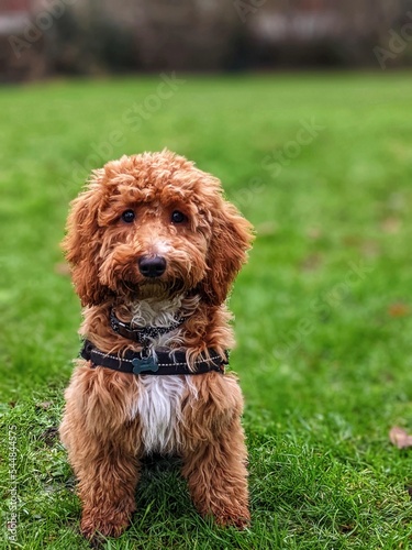 Cute brown coackapoo portrait in a green field