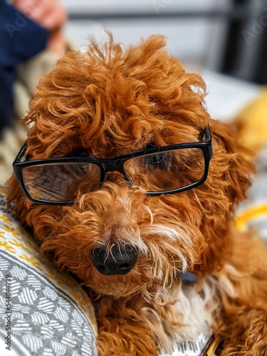 Funny Cockapoo wearing glasses. Cute long brown haired dog 