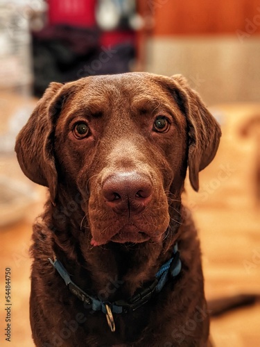 Young brown labrador close up cut face