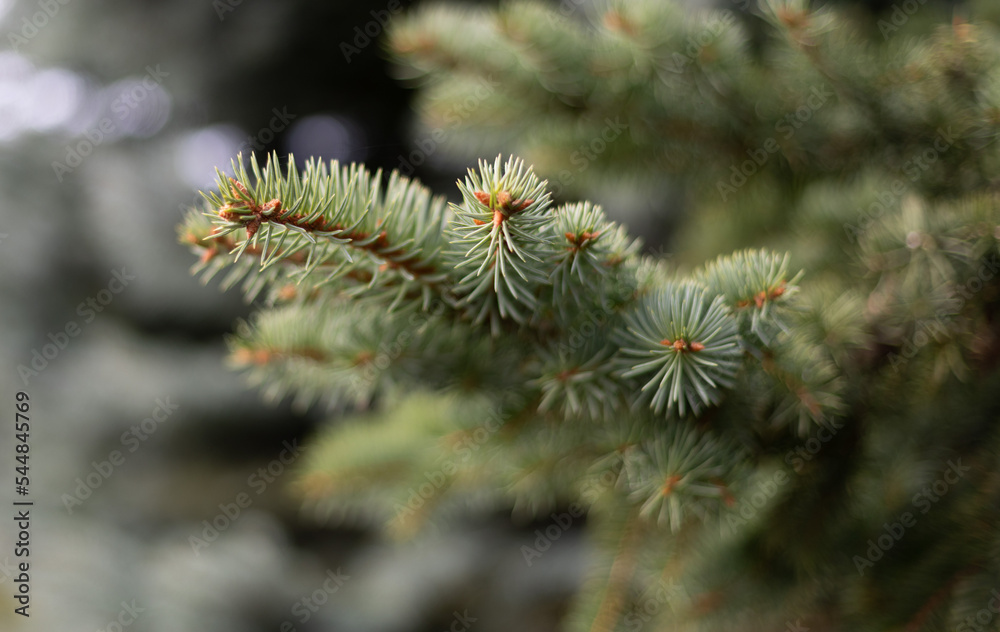 Branch of a coniferous tree, macro Branch of a coniferous tree, macro