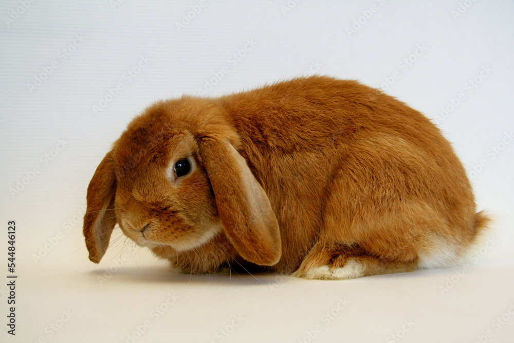 Red rabbit on a white background, Year of the Rabbit Red rabbit on a white background, Year of the Rabbit
