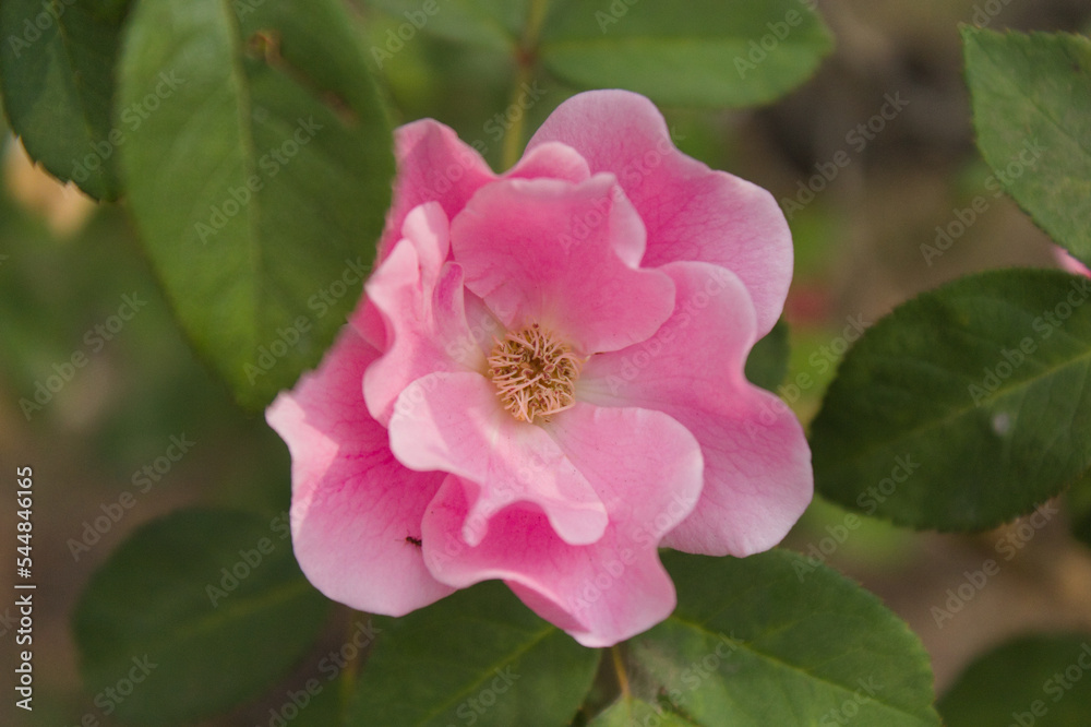 A flower in detail with its petals and leaves