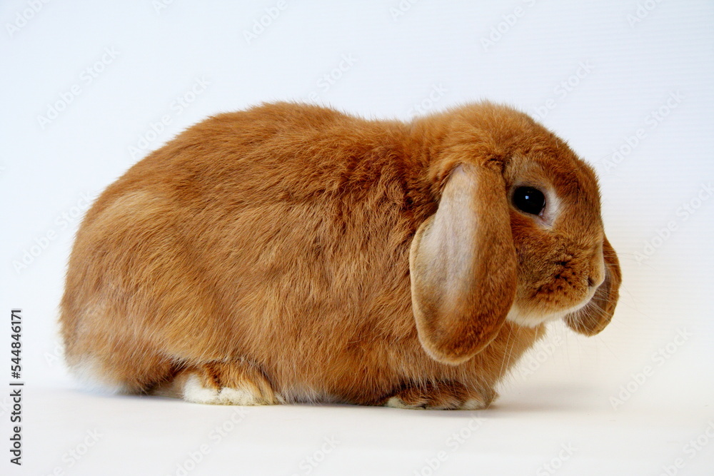 Red rabbit on a white background, Year of the Rabbit