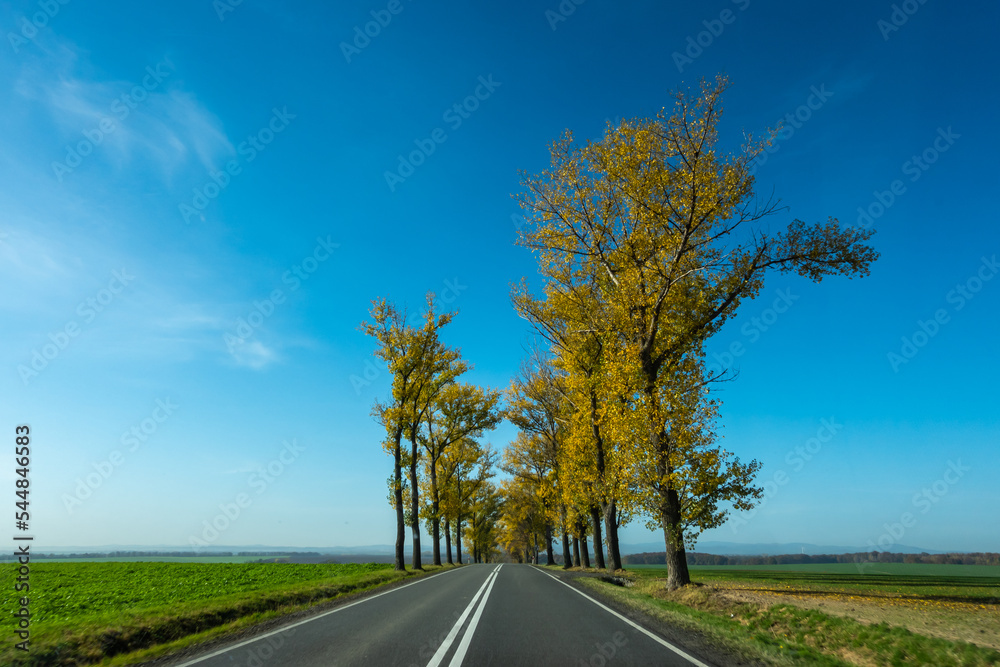 Fototapeta premium Beautiful road with autumn trees with golden leaves. Perfect blue sky. The photo was taken on a sunny day from a car while driving.