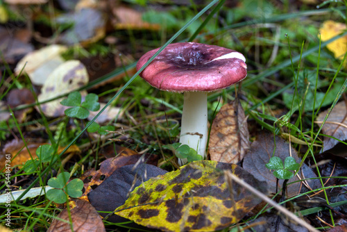 Schwarzroter Speitäubling auf einen Laub bedeckten Waldboden photo