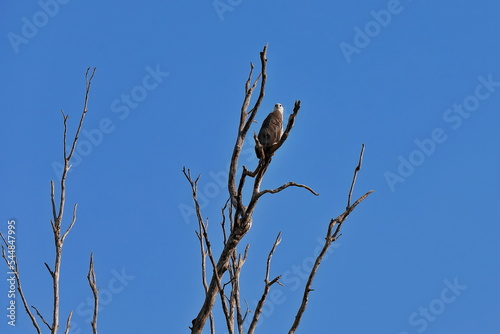 White-bellied sea eagle perched high on a dry tree-Yellow Water Billabong. Kakadu-Australia-240