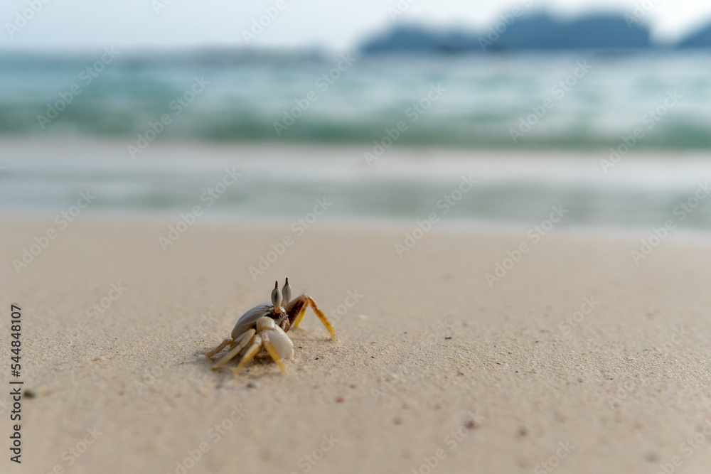 White crab with two antennae advancing on the white sand of the beach. White crab with two antennae advancing on the white sand of the beach.
