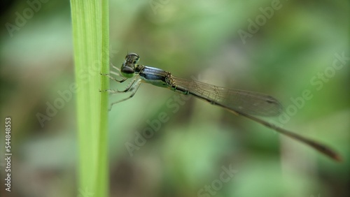 dragonfly on a green leaf © Esma