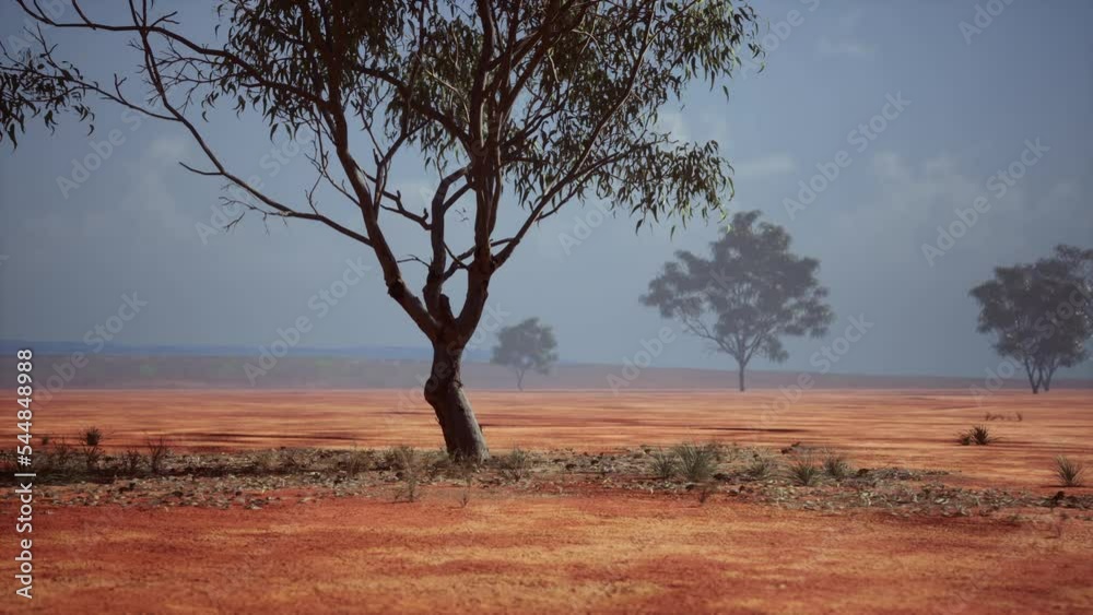 Acacia tree in African savannah Acacia tree in African savannah