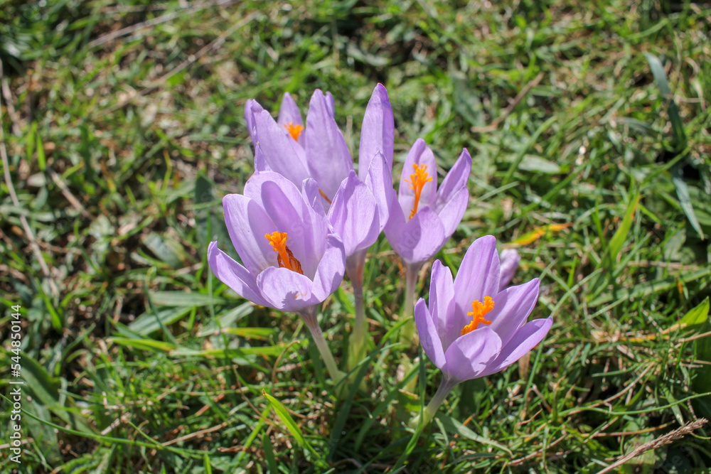 saffron flowers on the ground saffron flowers on the ground