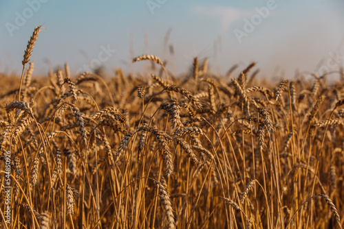 Close up of ripe wheat ears. Beautiful backdrop of ripening ears of golden field.